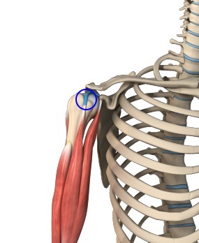 Long Head of the Biceps Tendon