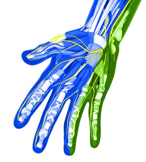 Peripheral Nerve Repair