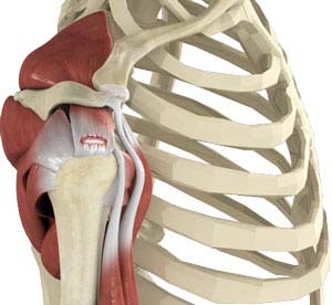 Rotator Cuff Arthropathy